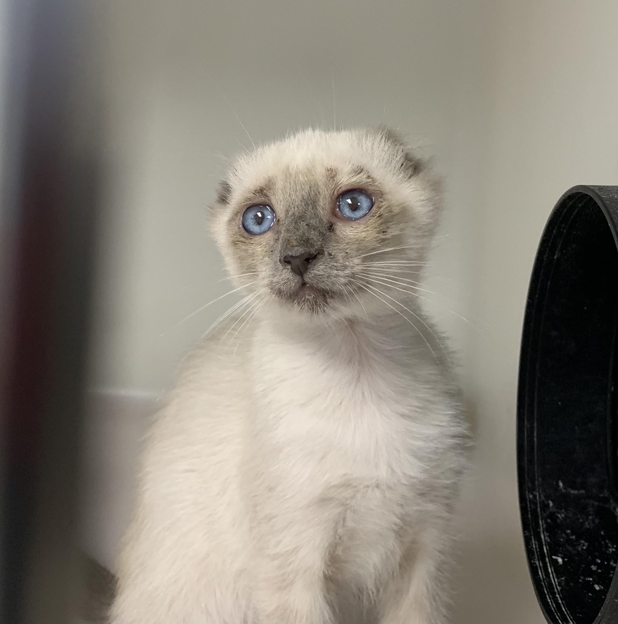 Callum, ADOPTABLE, Young Male Scottish Fold.