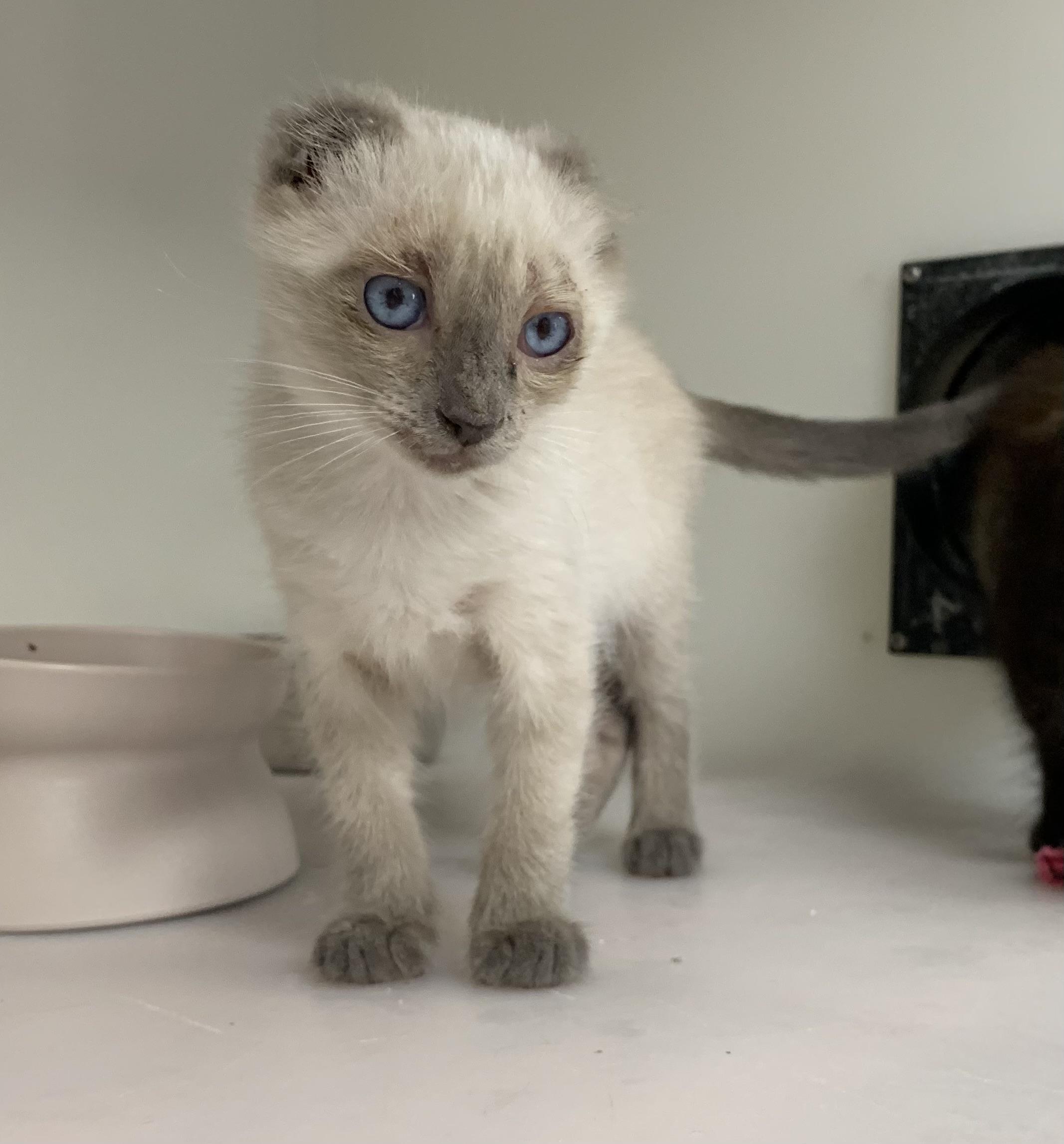 Callum, a ADOPTABLE Scottish Fold in Hollister, CA image 2/3