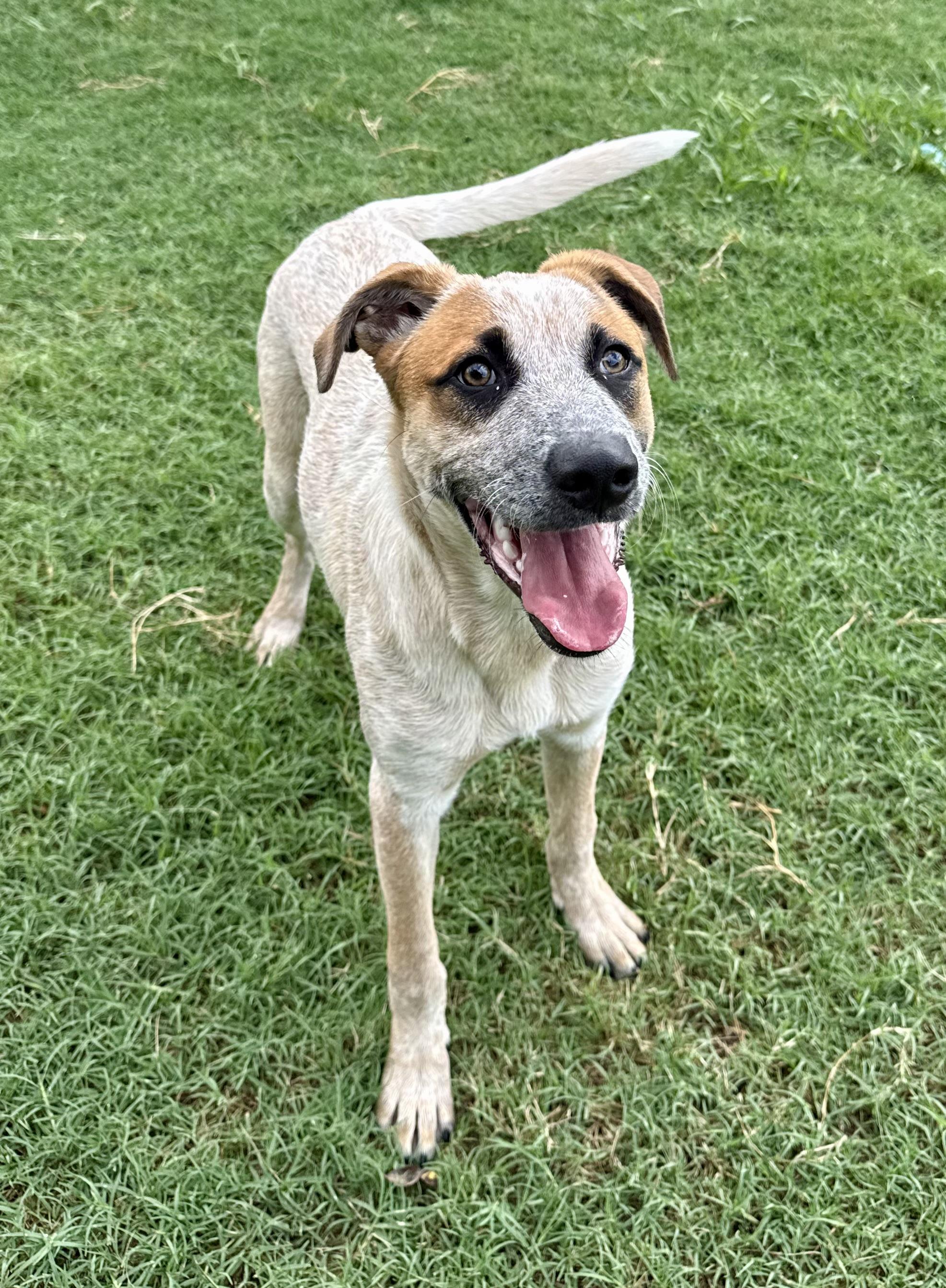 Hank, a Adoptable Australian Cattle Dog / Blue Heeler image 2/6