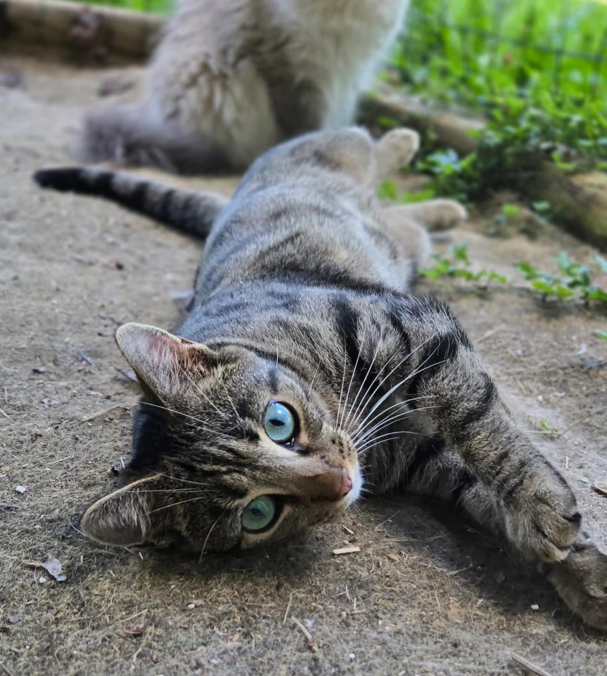 Caribou, Adoptable, Adult Female Domestic Short Hair.