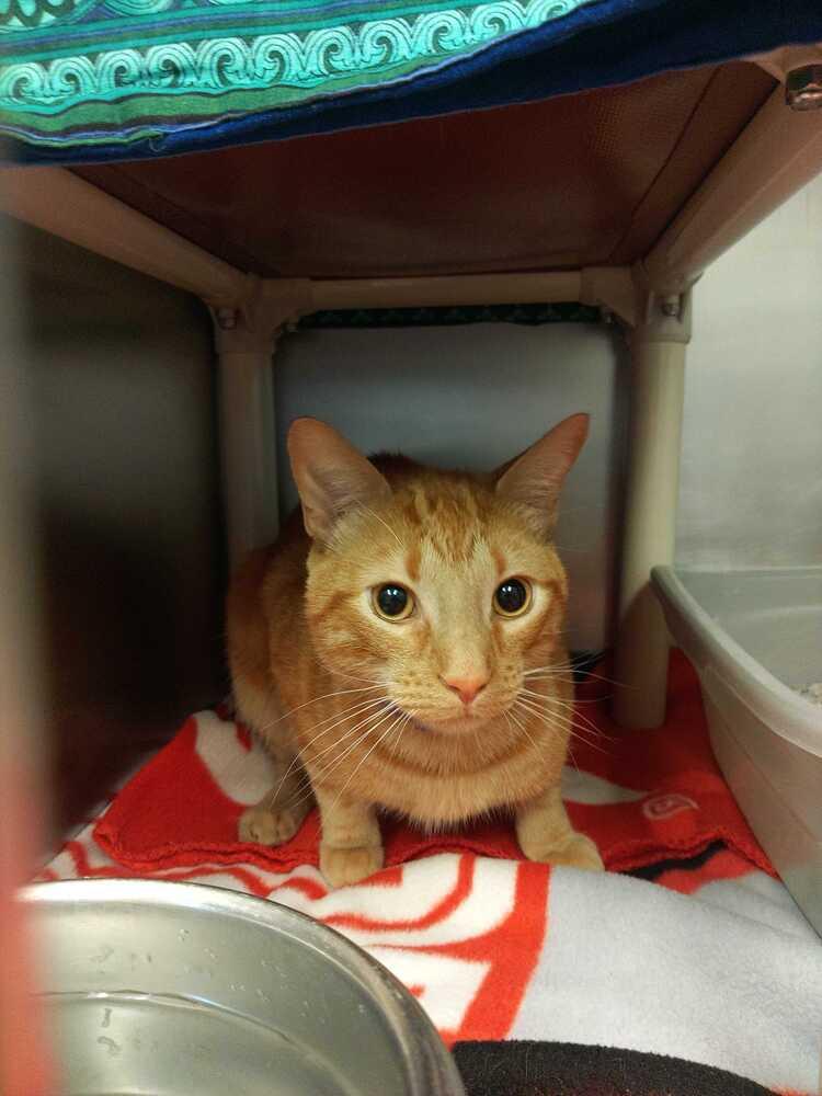 Enlarge Haymitch, a Adoptable mixed breed in Bowling Green, OH image 1/2