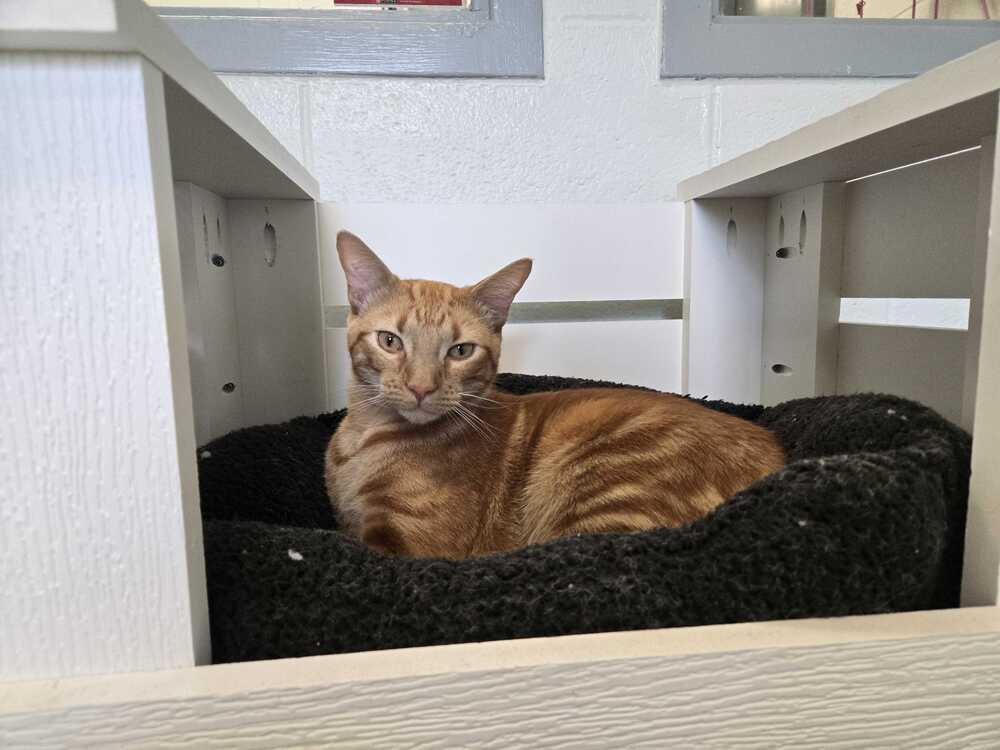 Enlarge Haymitch, a Adoptable mixed breed in Bowling Green, OH image 2/2