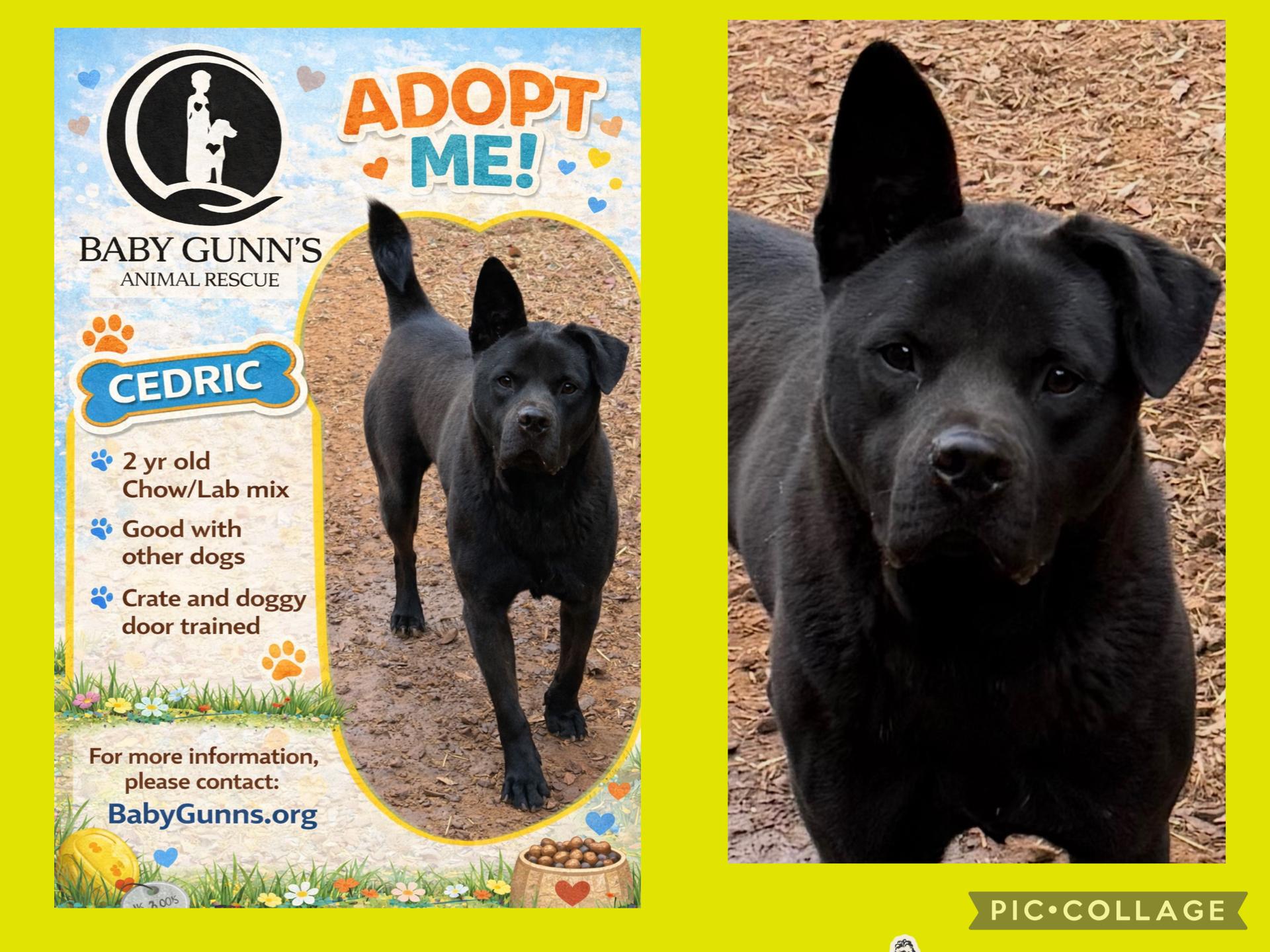 Enlarge Cedric , a ADOPTABLE mixed breed in Paris, TX image 1/3