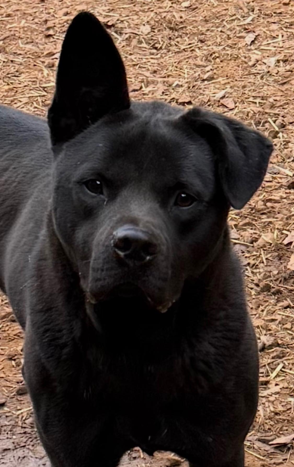 Enlarge Cedric , a ADOPTABLE mixed breed in Paris, TX image 3/3