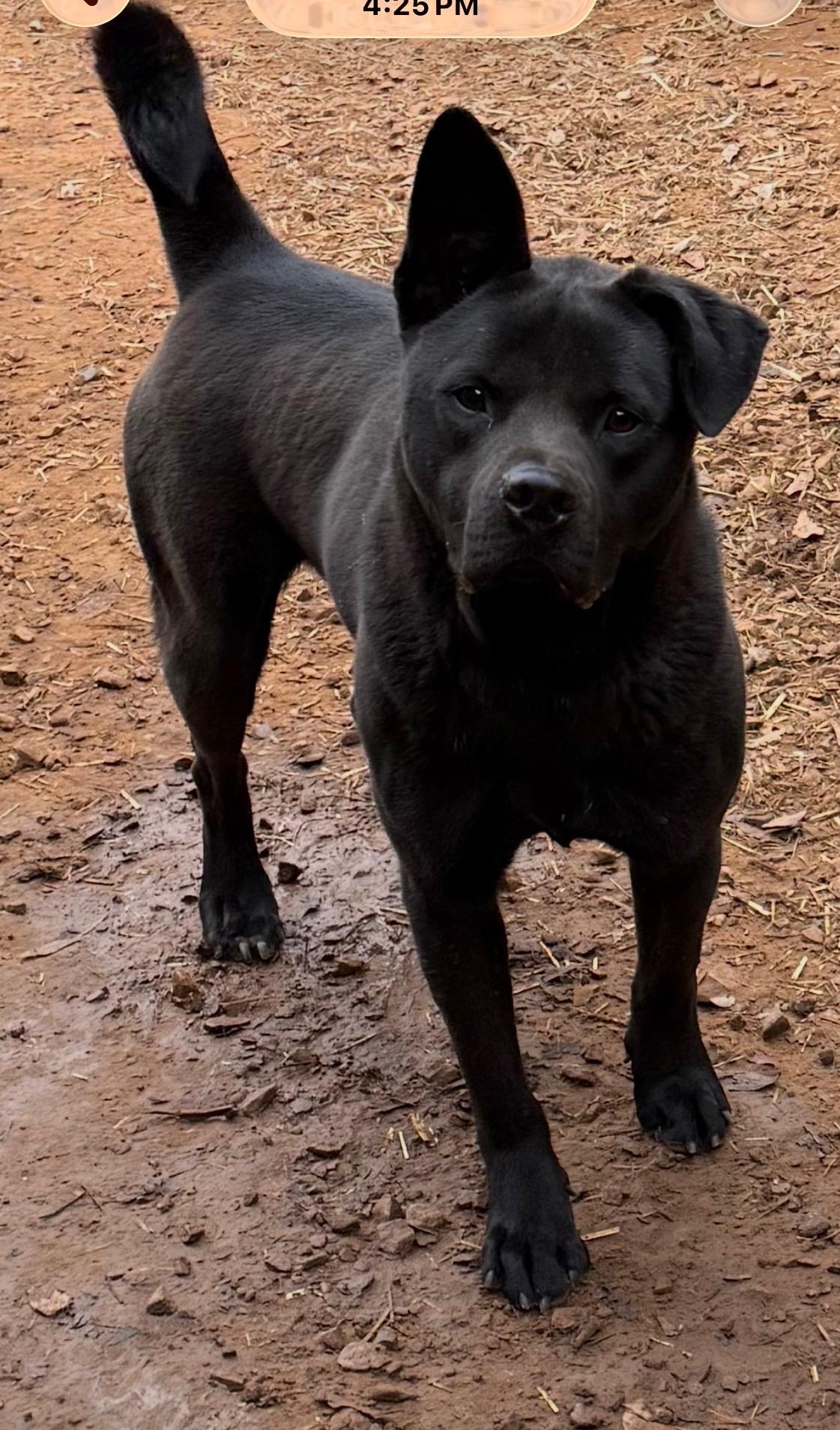 Enlarge Cedric , a ADOPTABLE mixed breed in Paris, TX image 2/3