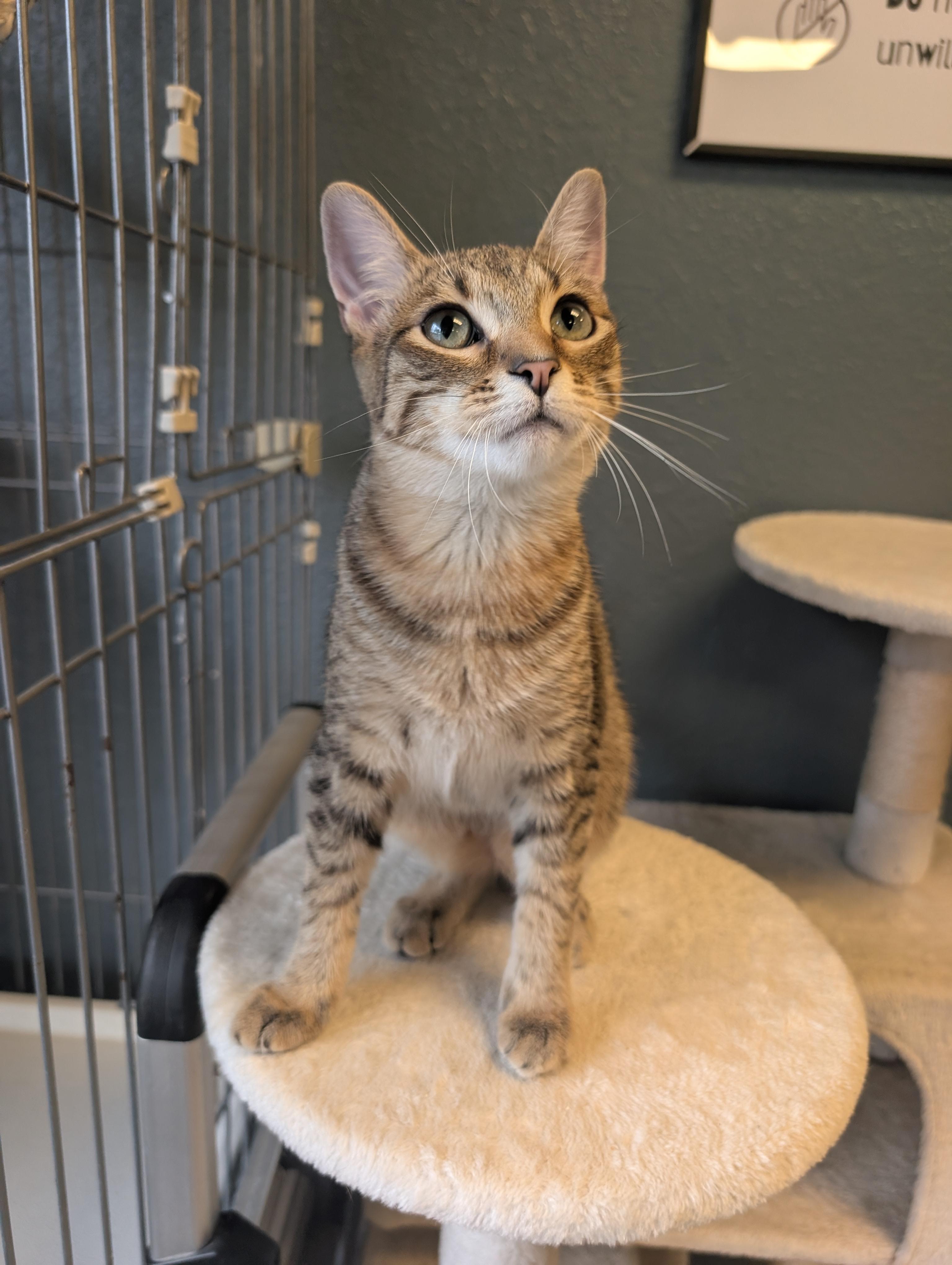 Enlarge Ophelia, a Adopted Domestic Short Hair in Palm Harbor, FL image 2/3