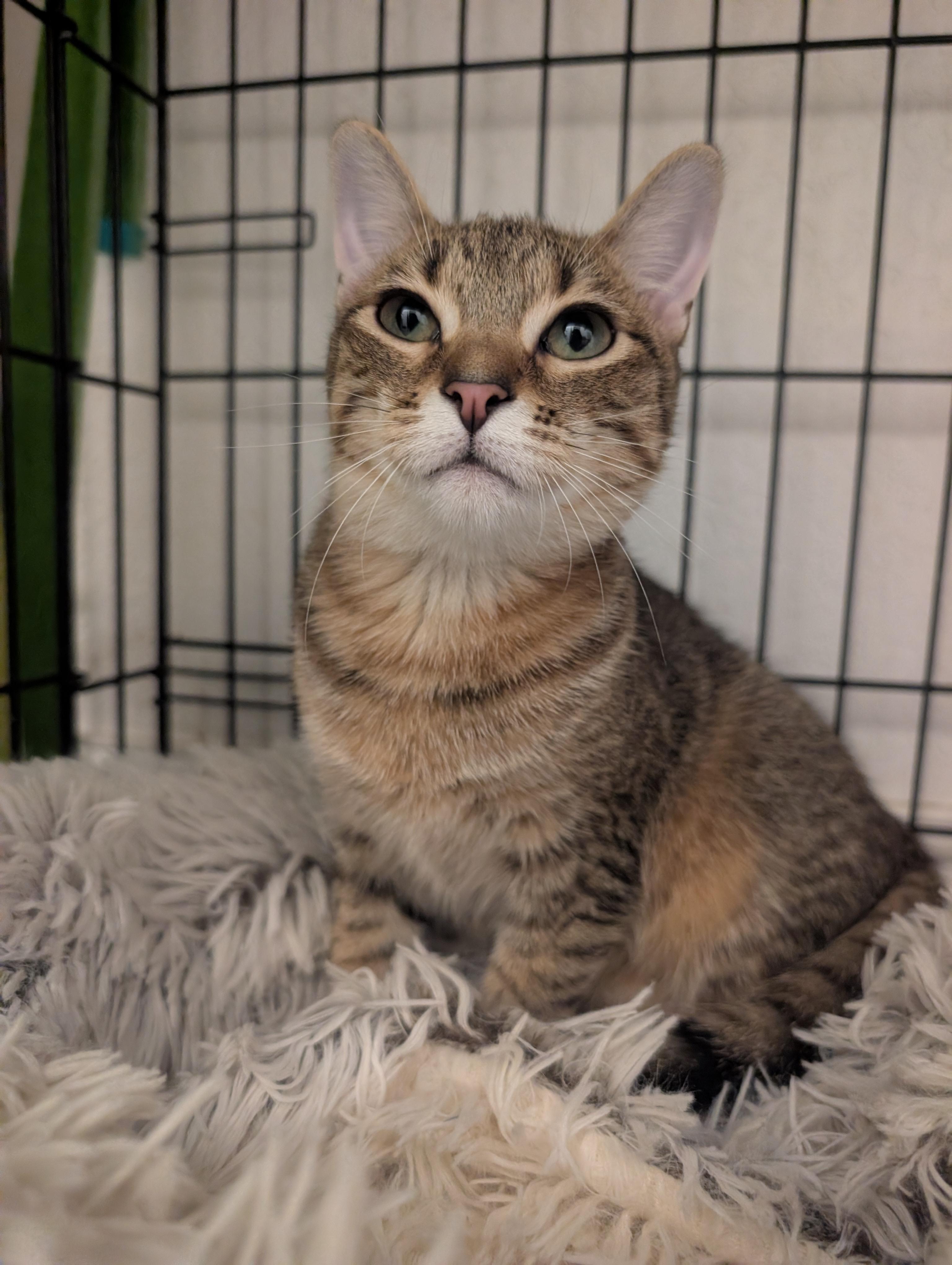 Enlarge Ophelia, a Adopted Domestic Short Hair in Palm Harbor, FL image 3/3