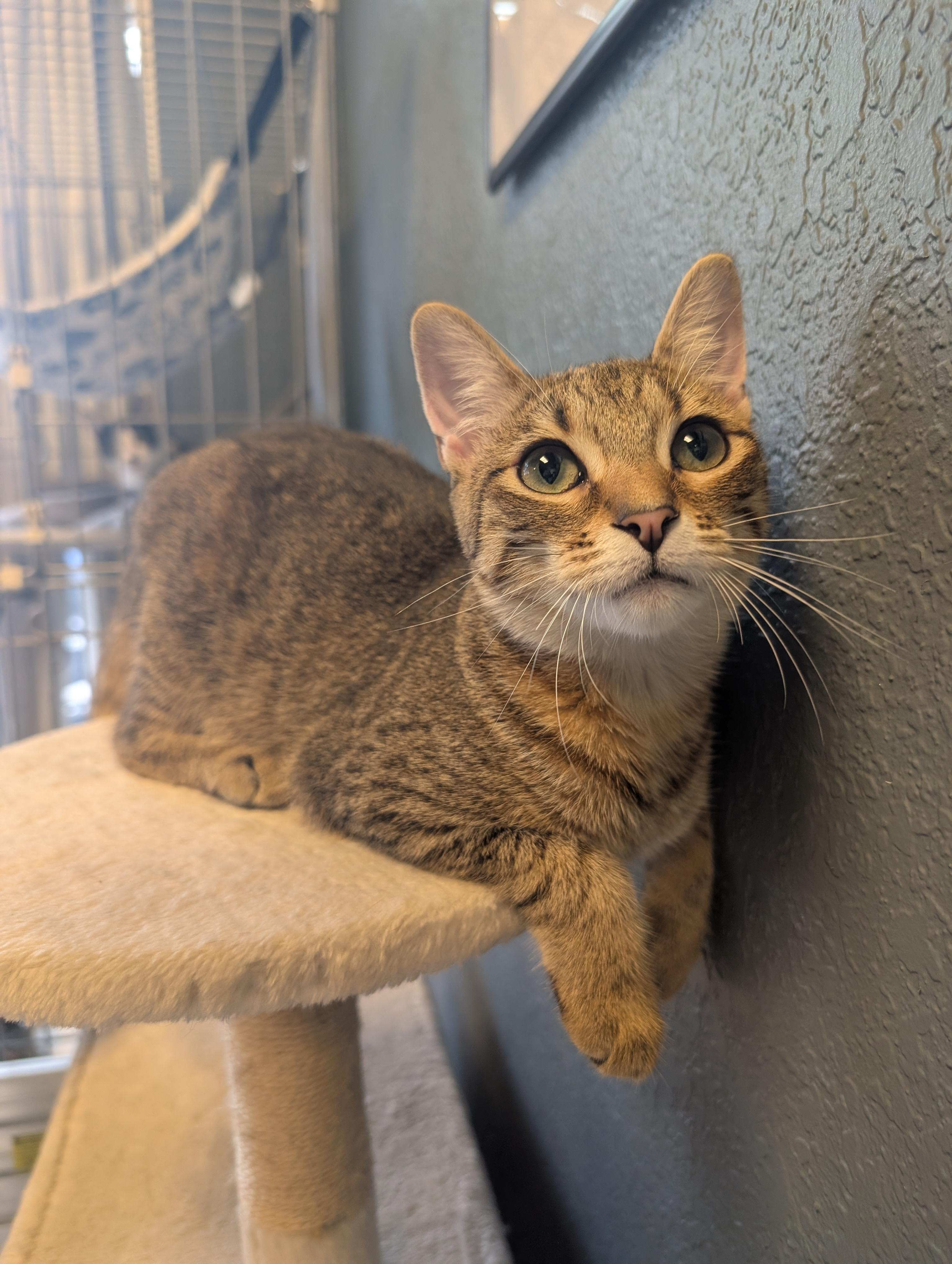 Enlarge Ophelia, a Adopted Domestic Short Hair in Palm Harbor, FL image 1/3