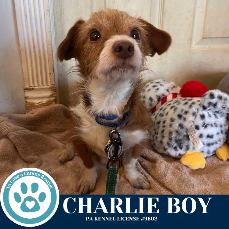 Charlie Boy 112225, Adoptable, Young Male Terrier.