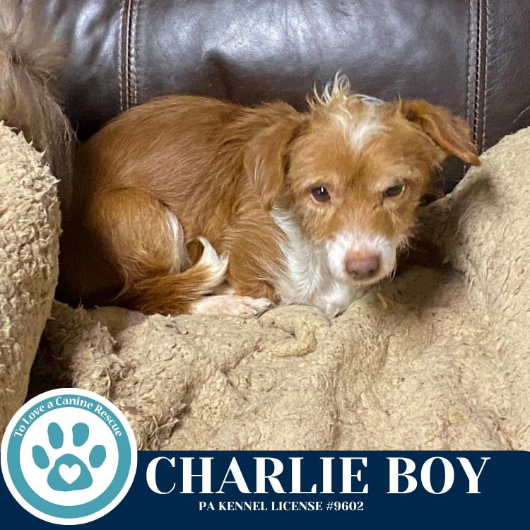 Enlarge Charlie Boy 112225, a Adoptable mixed breed in Kimberton, PA image 2/5