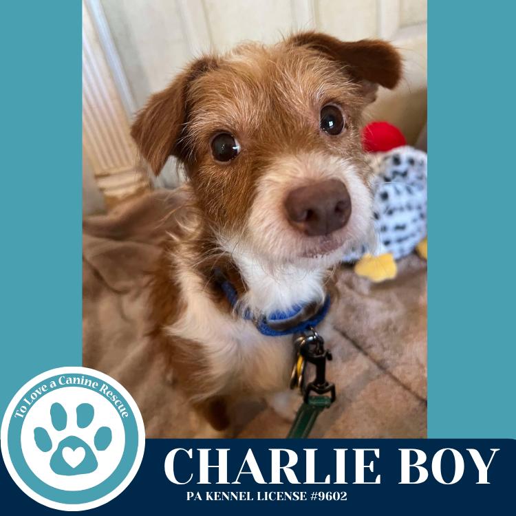 Enlarge Charlie Boy 112225, a Adoptable mixed breed in Kimberton, PA image 3/5