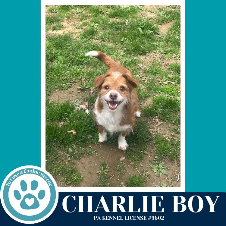 Enlarge Charlie Boy 112225, a Adoptable mixed breed in Kimberton, PA image 4/5