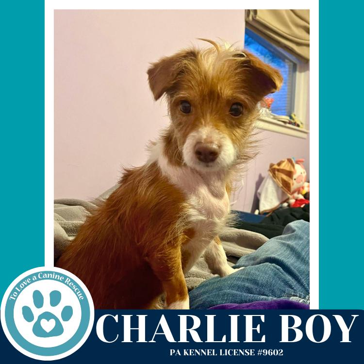 Enlarge Charlie Boy 112225, a Adoptable mixed breed in Kimberton, PA image 5/5
