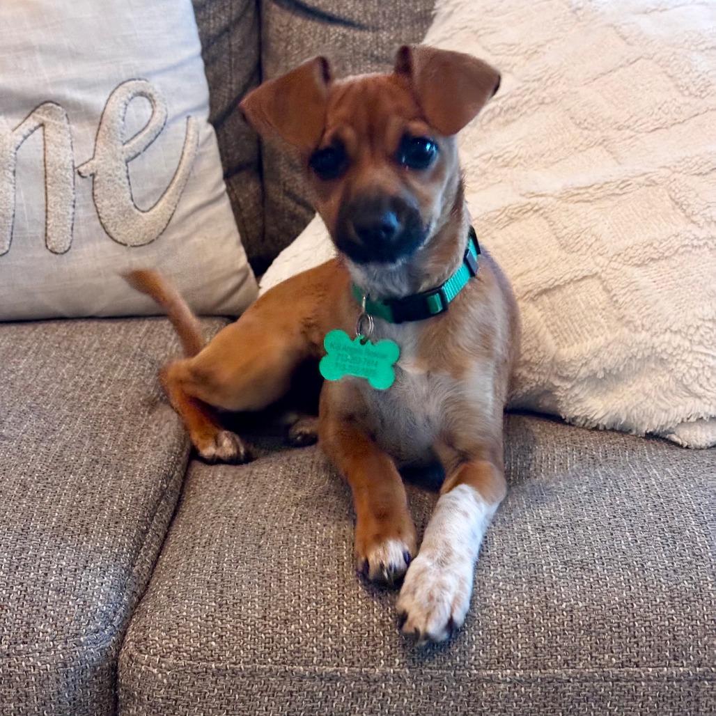 Penny, Adoptable, Puppy Female Chihuahua & Mixed Breed.
