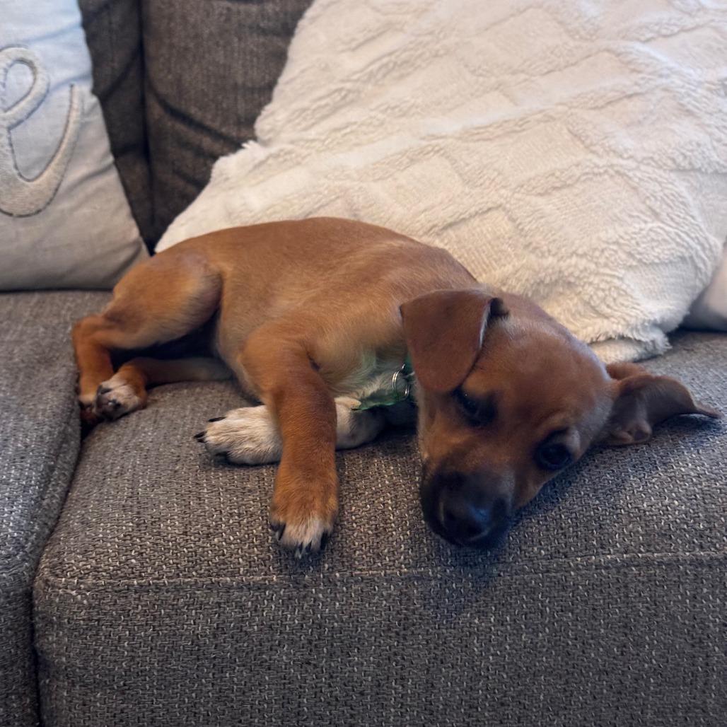 Enlarge Penny, a Adoptable mixed breed in Houston, TX image 2/3