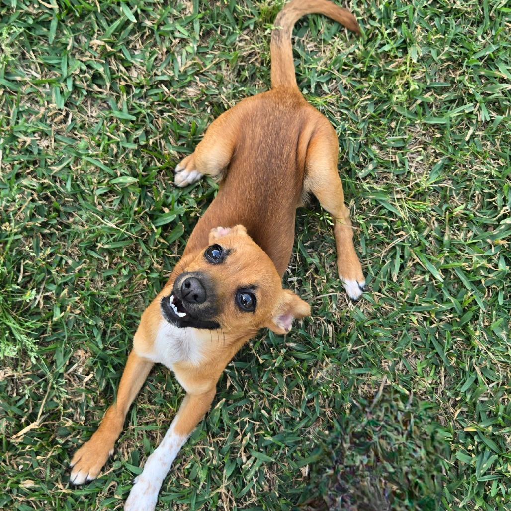 Enlarge Penny, a Adoptable mixed breed in Houston, TX image 2/5