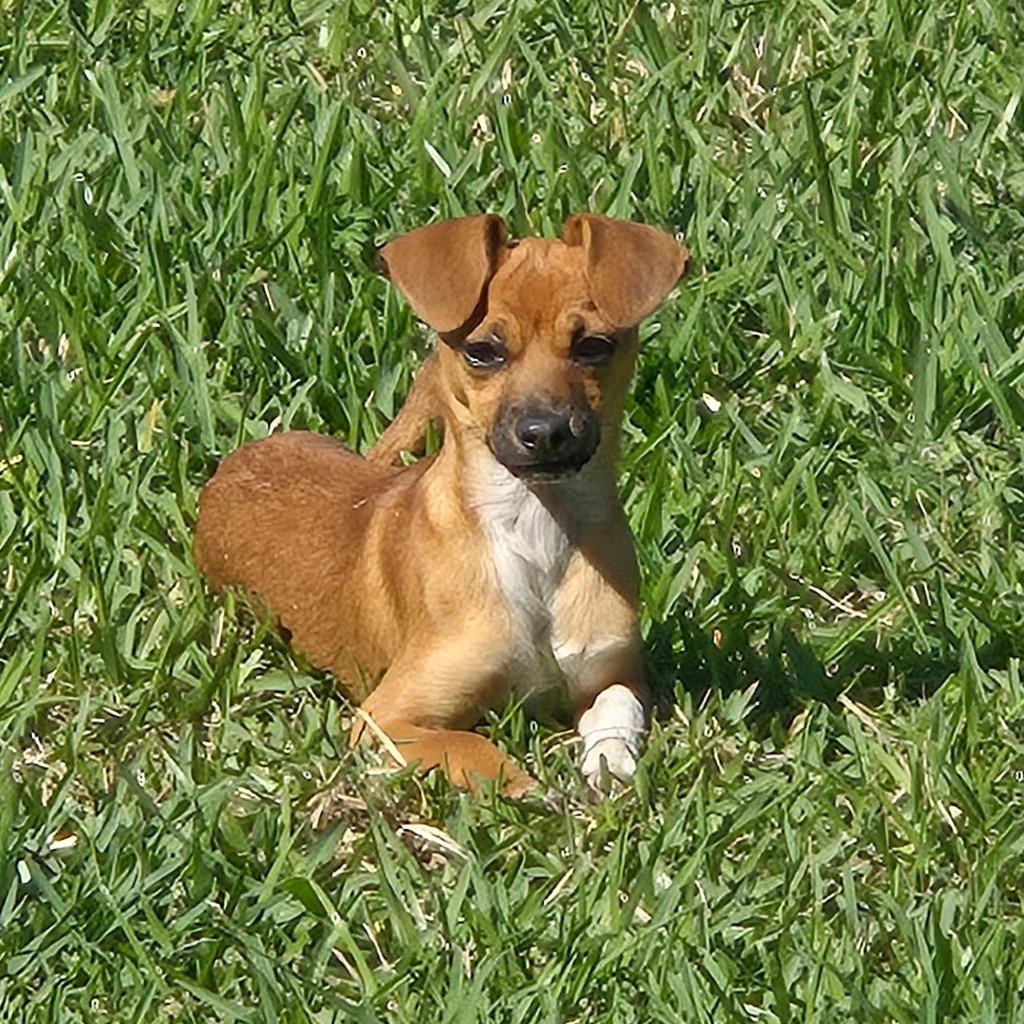 Enlarge Penny, a Adoptable mixed breed in Houston, TX image 3/5