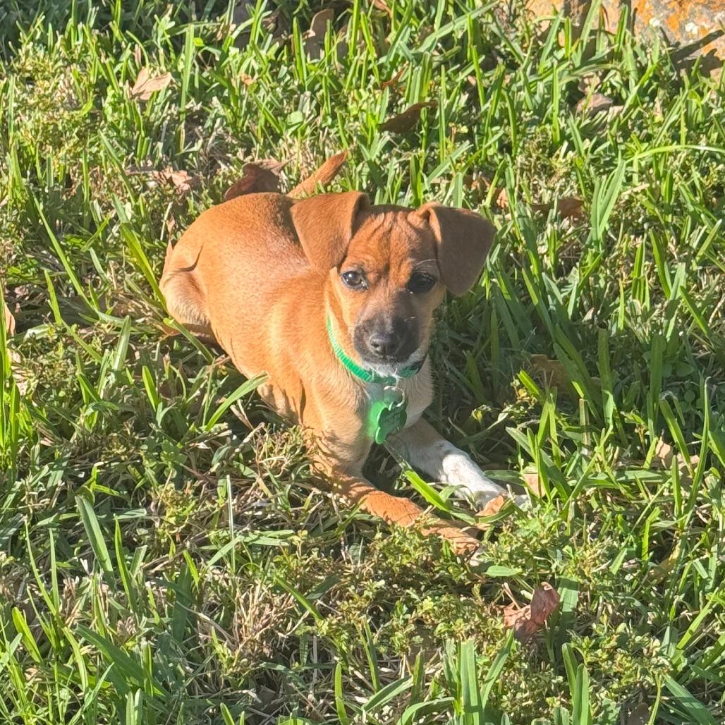 Enlarge Penny, a Adoptable mixed breed in Houston, TX image 3/3