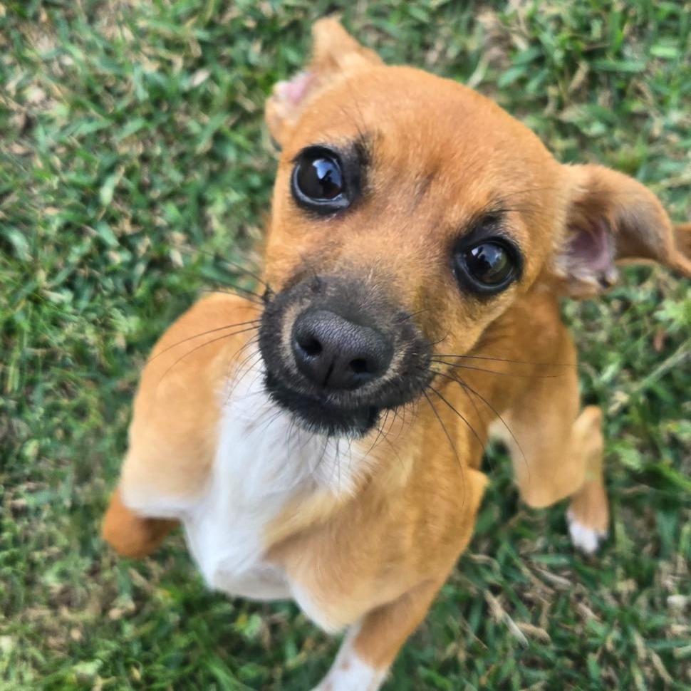 Enlarge Penny, a Adoptable mixed breed in Houston, TX image 5/5