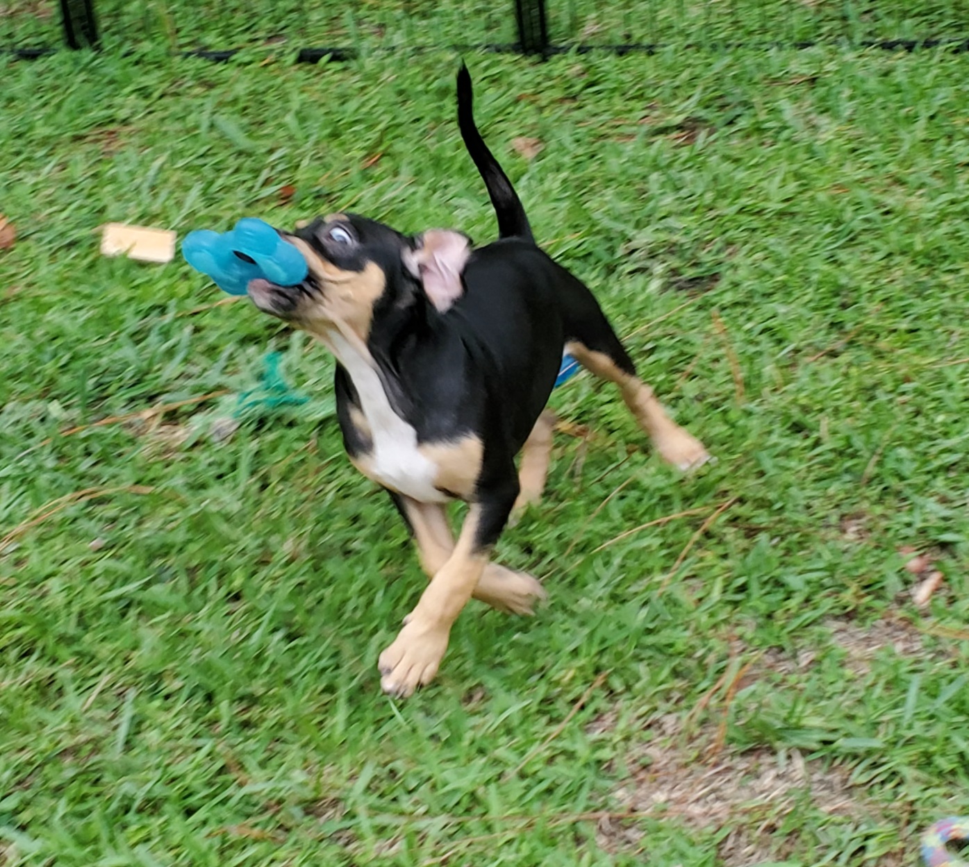 KARLEY, a Adopted Pit Bull Terrier in West Palm Beach, FL image 4/6