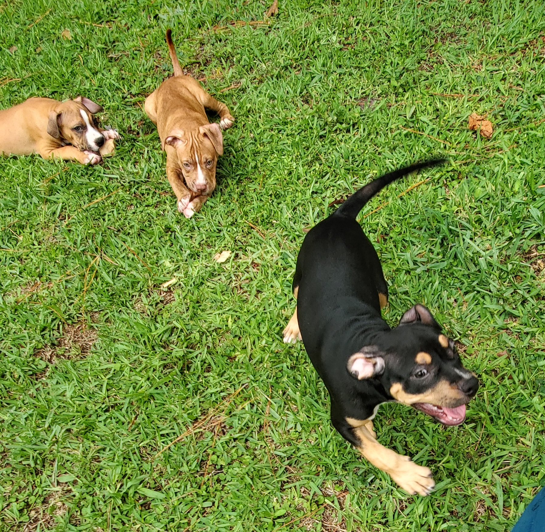 KARLEY, a Adopted Pit Bull Terrier in West Palm Beach, FL image 3/6