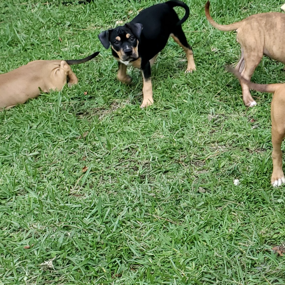 KARLEY, a Adopted Pit Bull Terrier in West Palm Beach, FL image 2/6