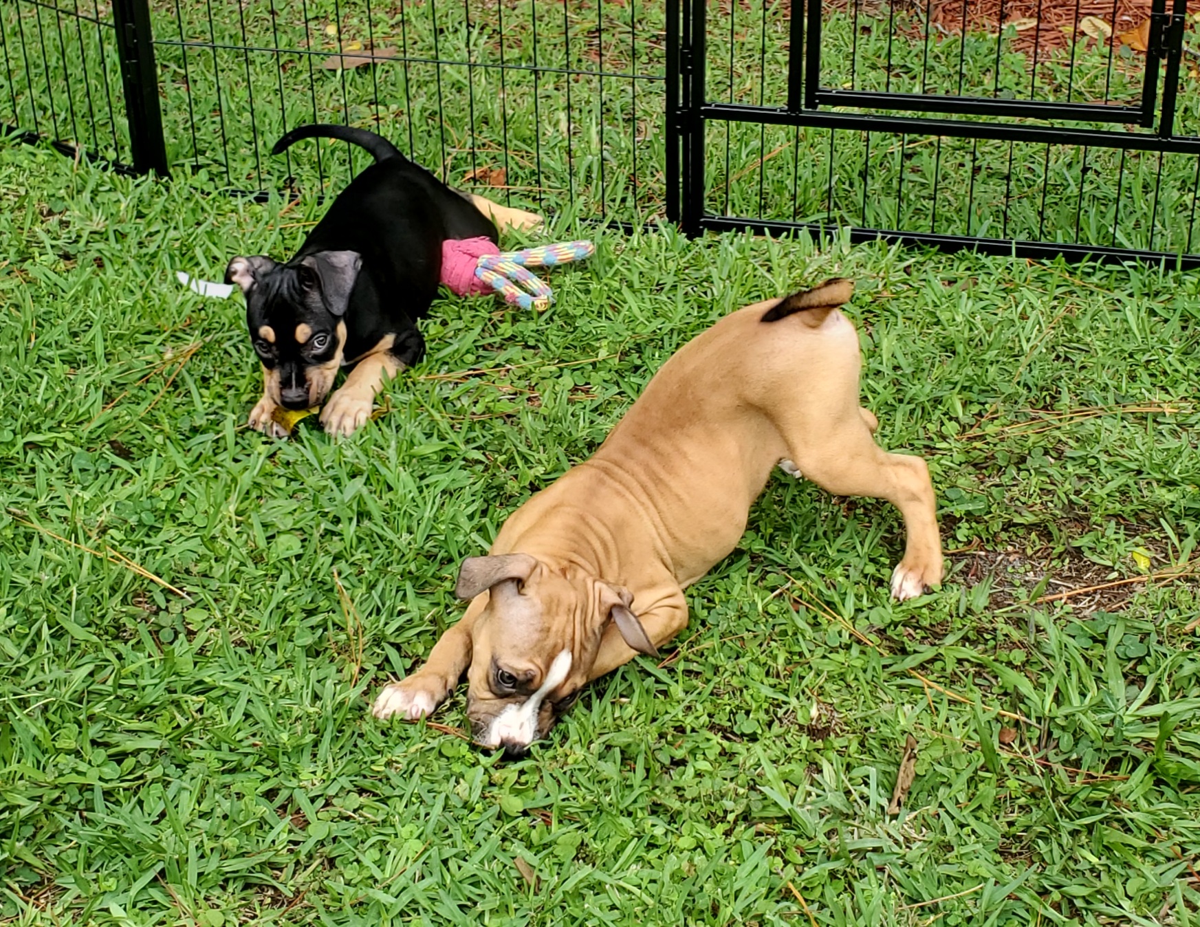 KARLEY, a Adopted Pit Bull Terrier in West Palm Beach, FL image 5/6