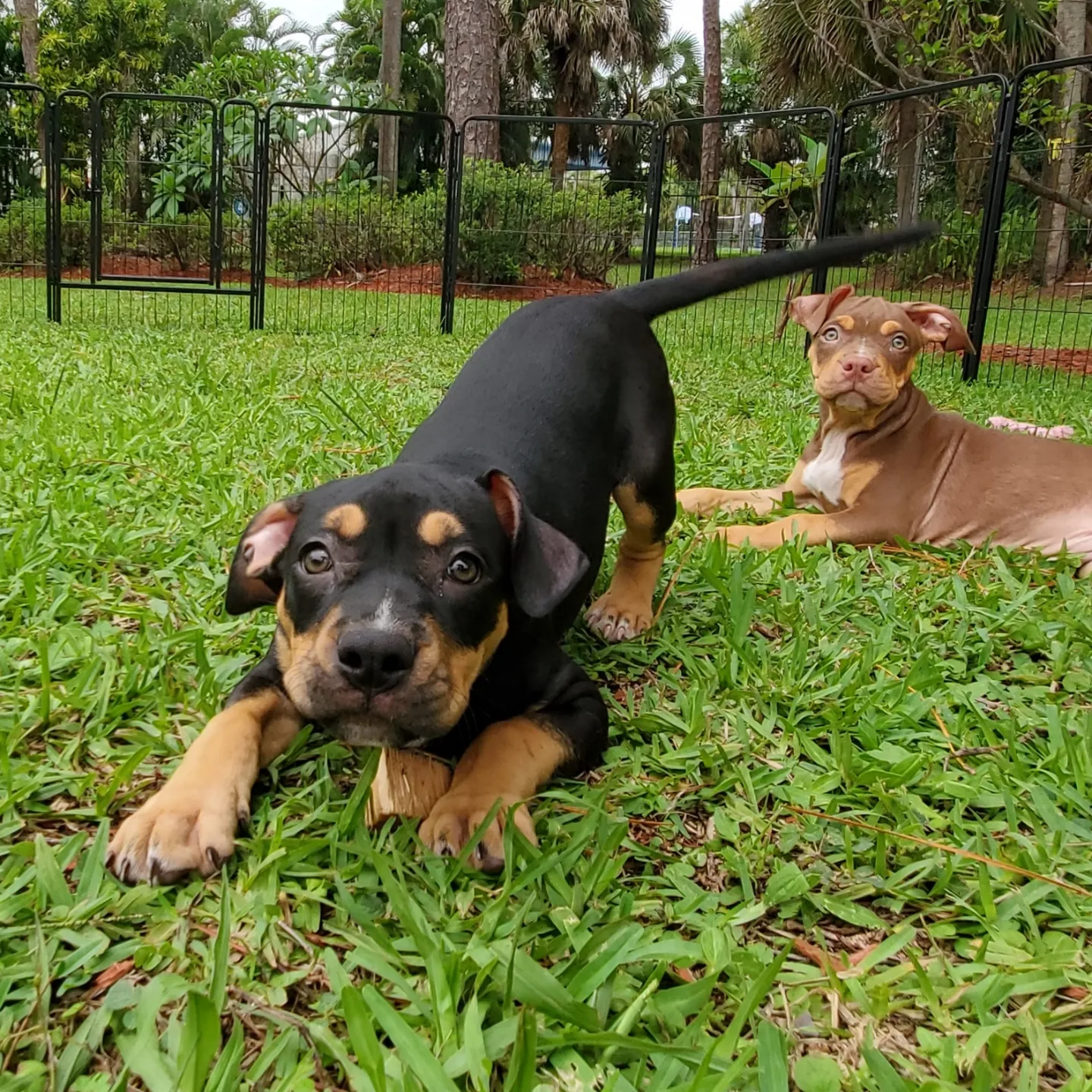 KARLEY, a Adopted Pit Bull Terrier in West Palm Beach, FL image 1/6