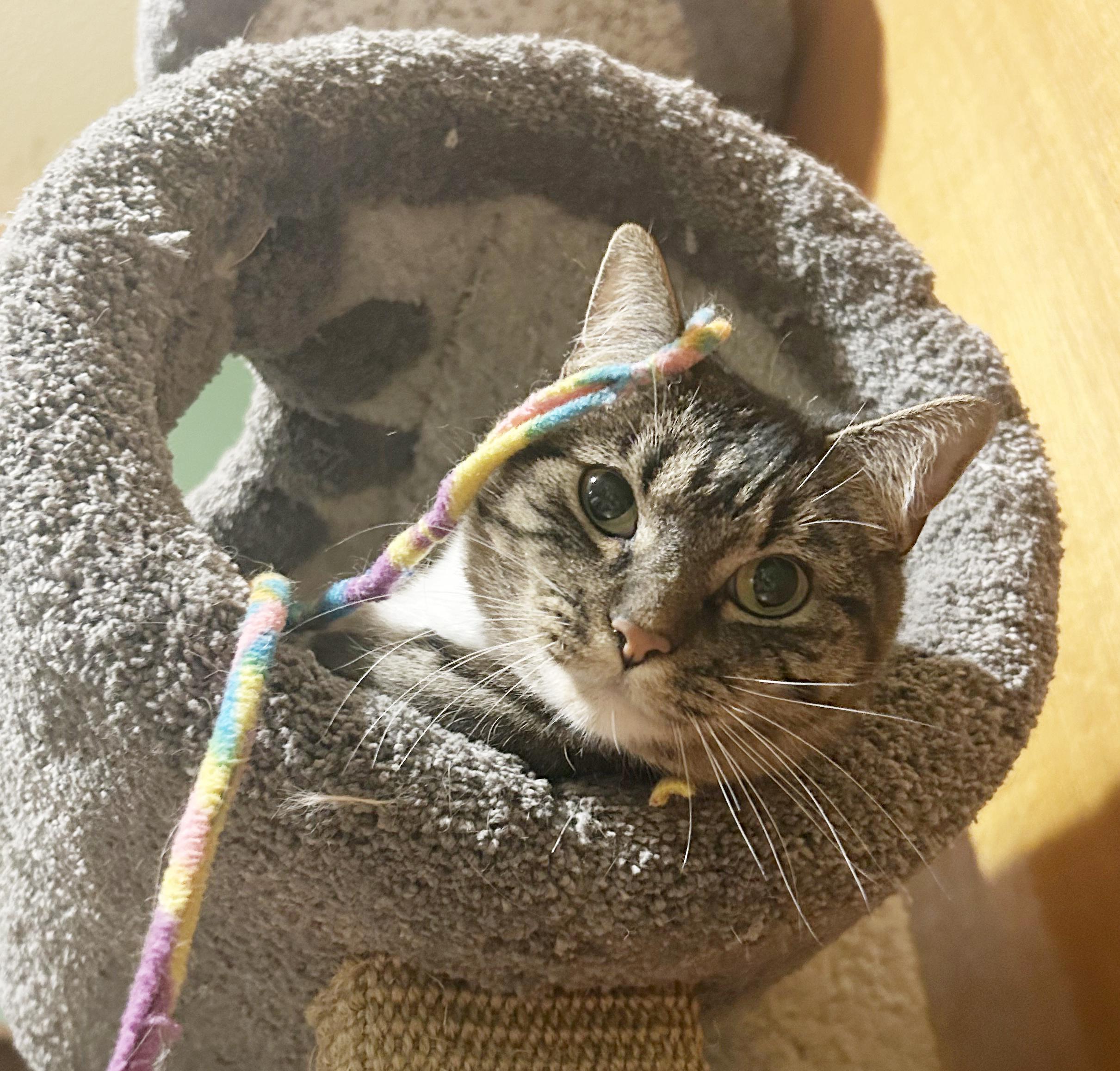 Enlarge Mitsie & Bootsie (Courtesy Post), a Adoptable Tabby in Parkville, MO image 2/6