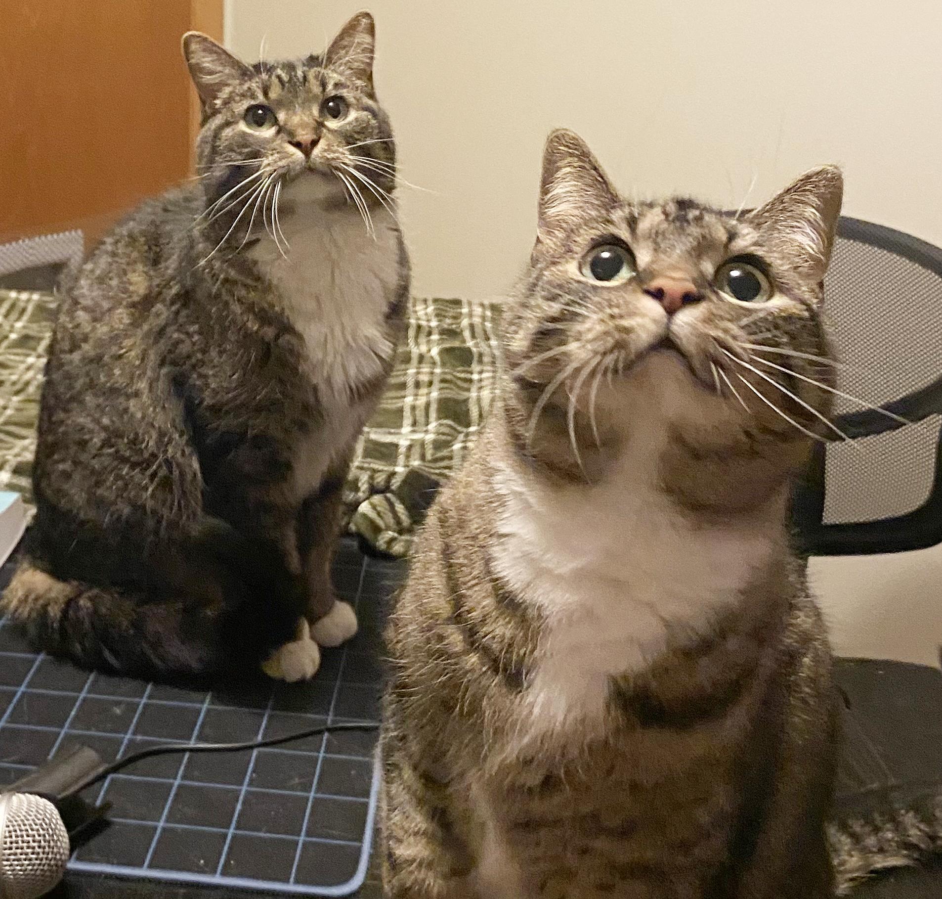 Enlarge Mitsie & Bootsie (Courtesy Post), a Adoptable Tabby in Parkville, MO image 1/6