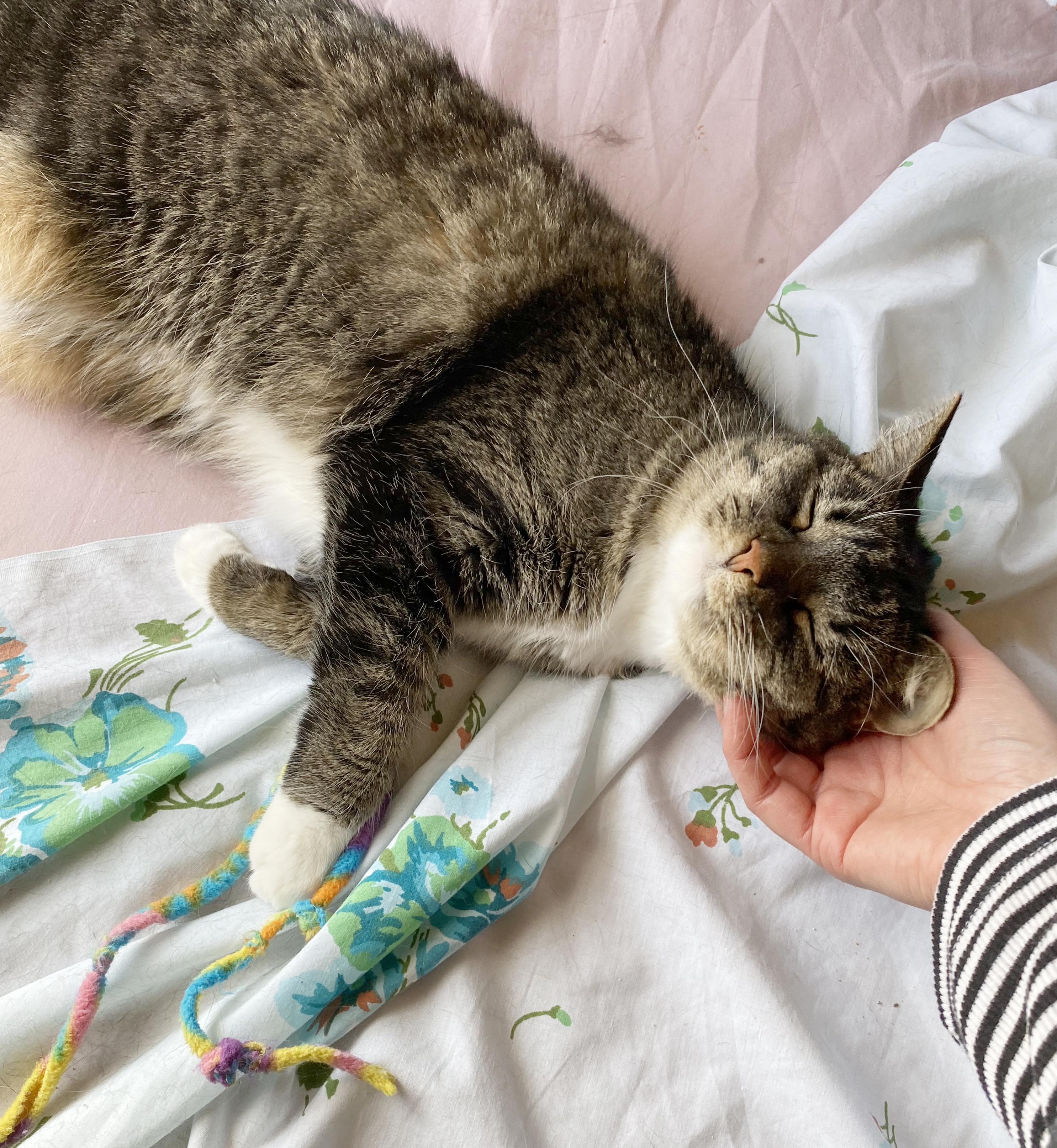 Enlarge Mitsie & Bootsie (Courtesy Post), a Adoptable Tabby in Parkville, MO image 4/6