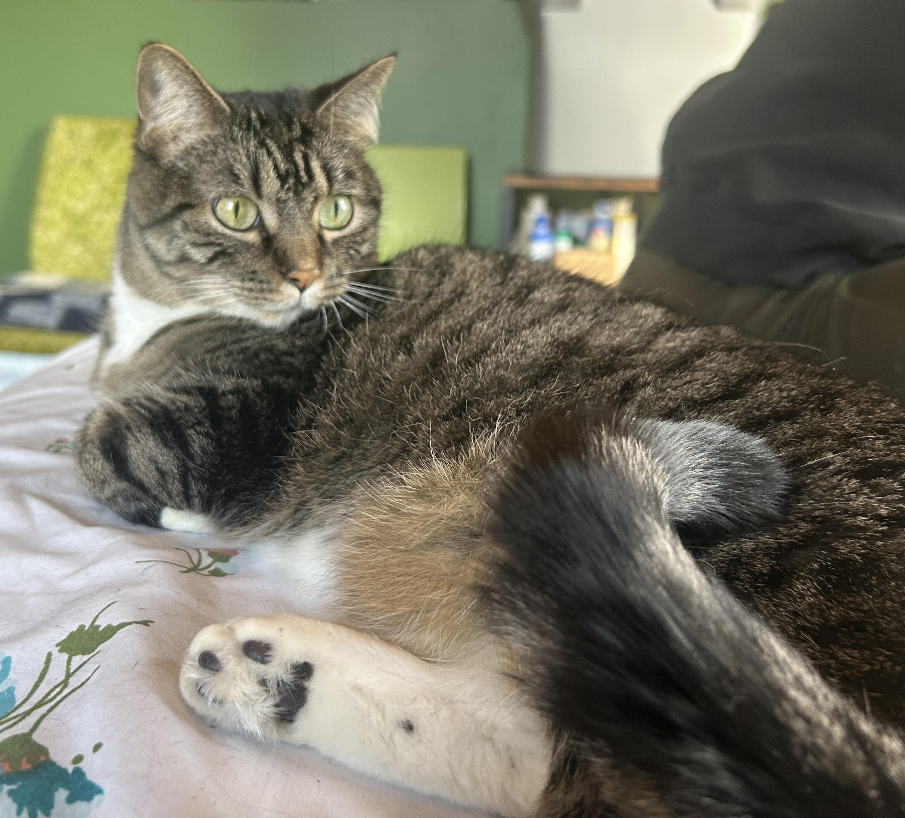 Enlarge Mitsie & Bootsie (Courtesy Post), a Adoptable Tabby in Parkville, MO image 3/6