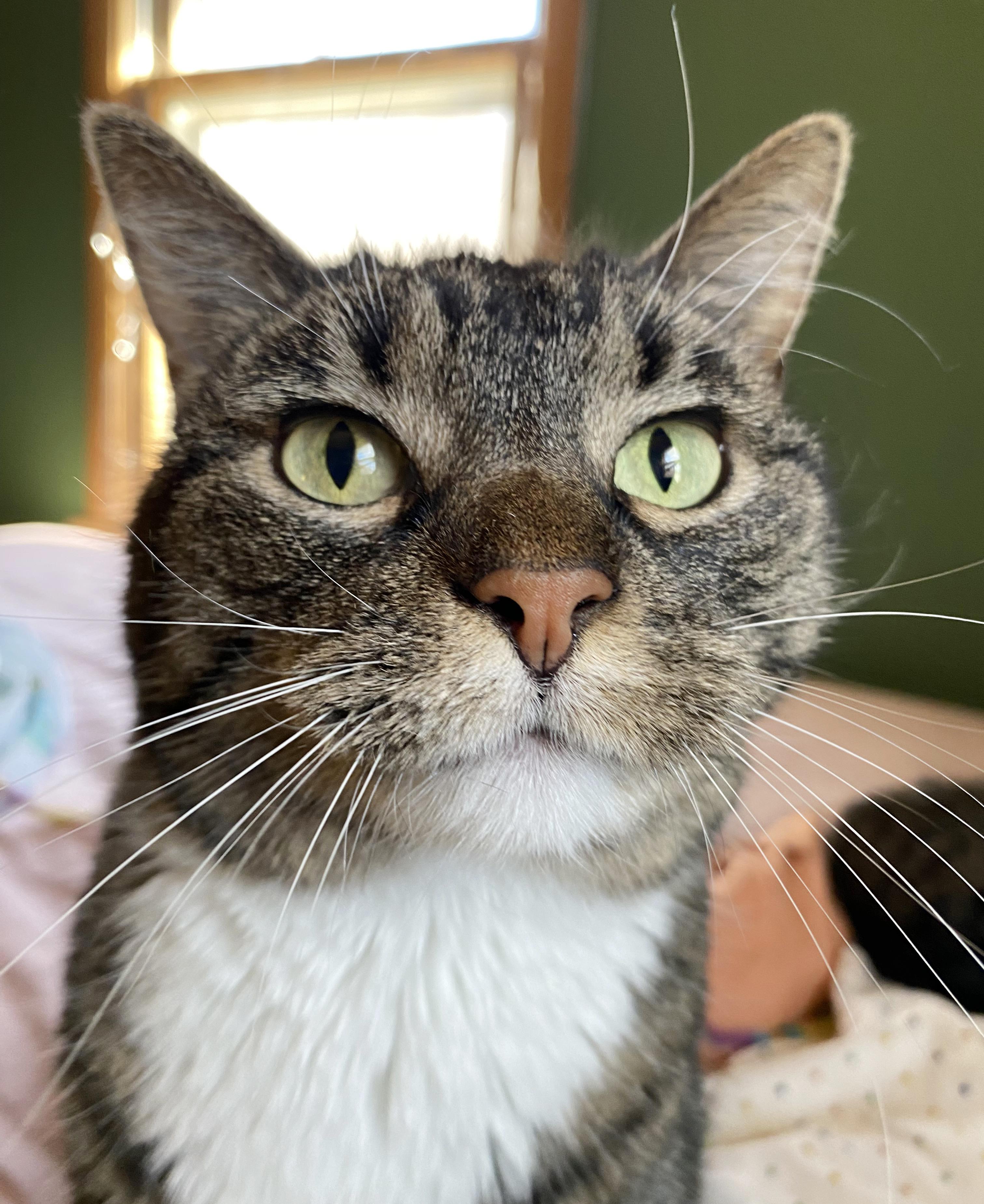 Enlarge Mitsie & Bootsie (Courtesy Post), a Adoptable Tabby in Parkville, MO image 5/6