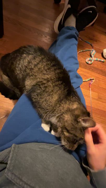 Enlarge Mitsie & Bootsie (Courtesy Post), a Adoptable Tabby in Parkville, MO video 6/6