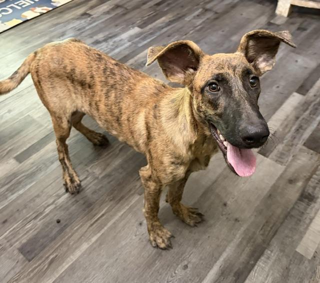 Enlarge Little Debbie DoorDash, a Adoptable mixed breed in Woburn, MA image 2/5