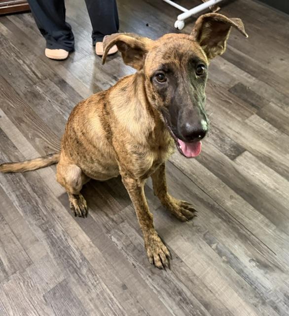 Enlarge Little Debbie DoorDash, a Adoptable mixed breed in Woburn, MA image 5/5