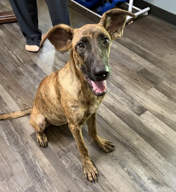 Enlarge Little Debbie DoorDash, a Adoptable mixed breed in Woburn, MA image 1/5