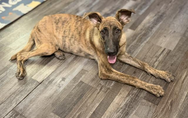 Enlarge Little Debbie DoorDash, a Adoptable mixed breed in Woburn, MA image 3/5