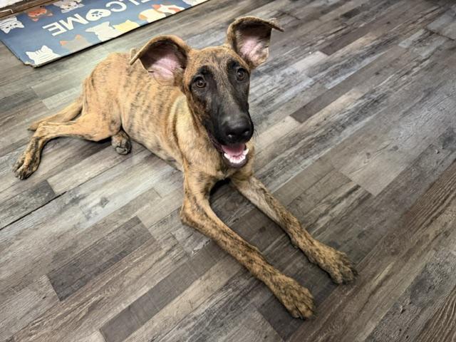 Enlarge Little Debbie DoorDash, a Adoptable mixed breed in Woburn, MA image 4/5