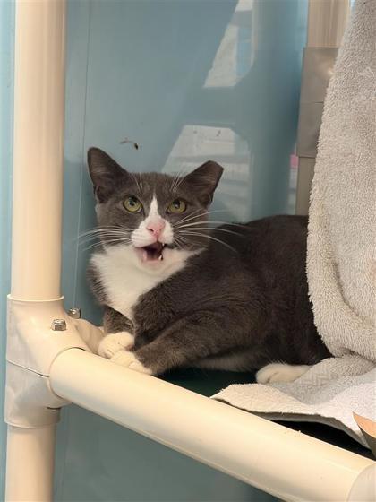 Ami - Working Cat, Adoptable, Adult Female Domestic Short Hair & Domestic Short Hair.