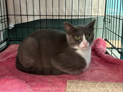 Enlarge Ami - Working Cat, a Adoptable mixed breed in Fairfax, VA image 2/2