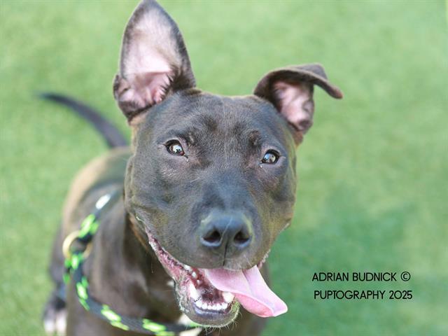 Enlarge GASPAR, a Adoptable Mixed Breed in Nashville, TN image 1/1