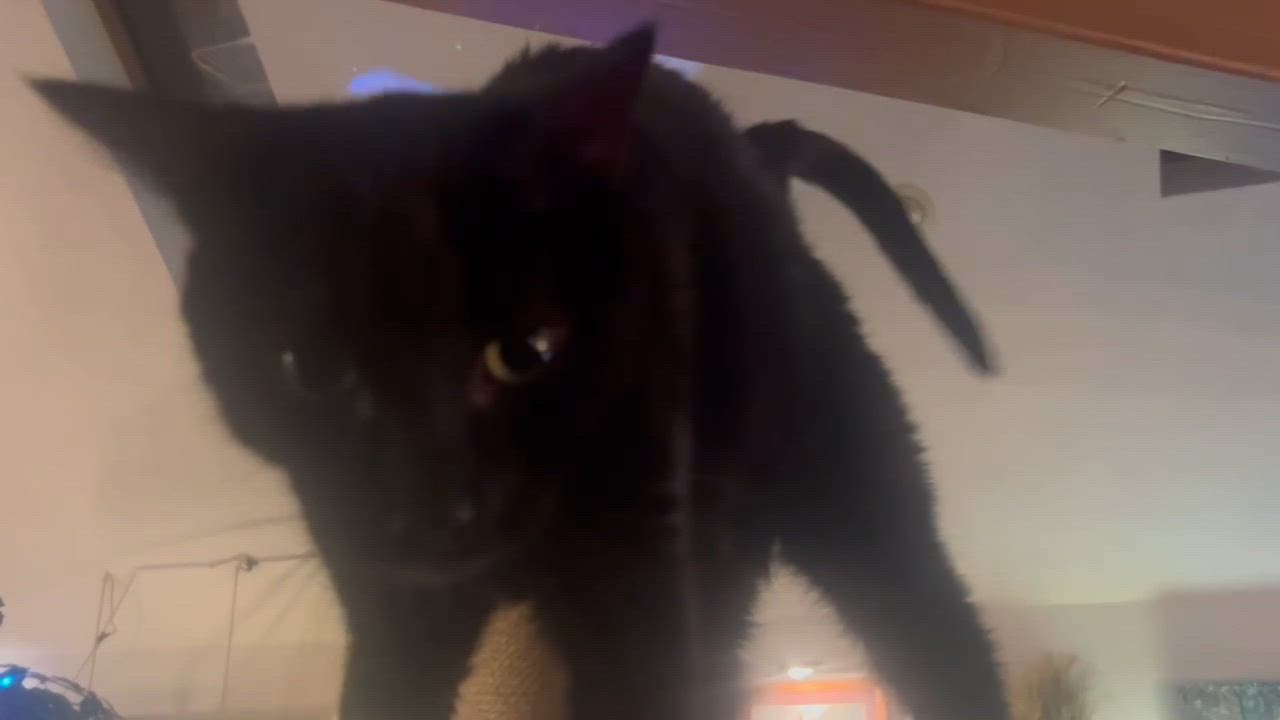 Enlarge ZHIMM, a Adoptable mixed breed in Staten Island, NY video 3/3