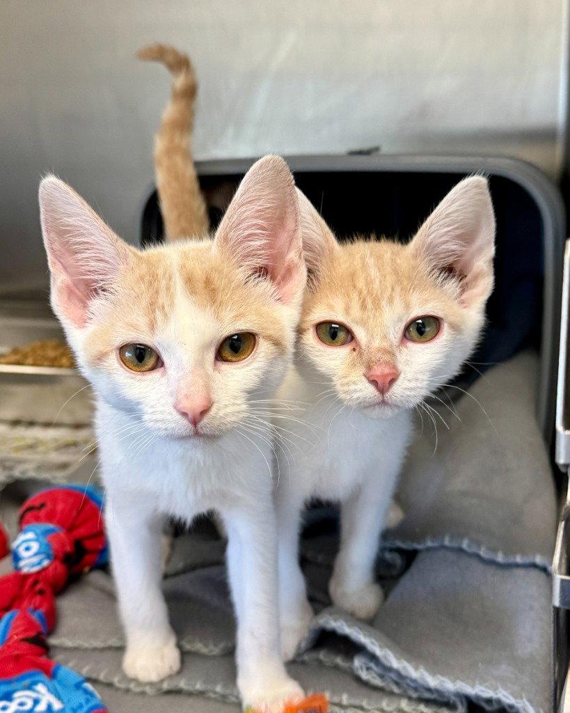 CA 113 August, Adoptable, Kitten Male Domestic Short Hair.
