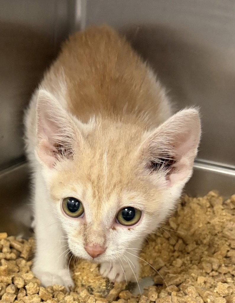 CA 113 August, a Adoptable Domestic Short Hair in Glen Allen, VA image 2/2