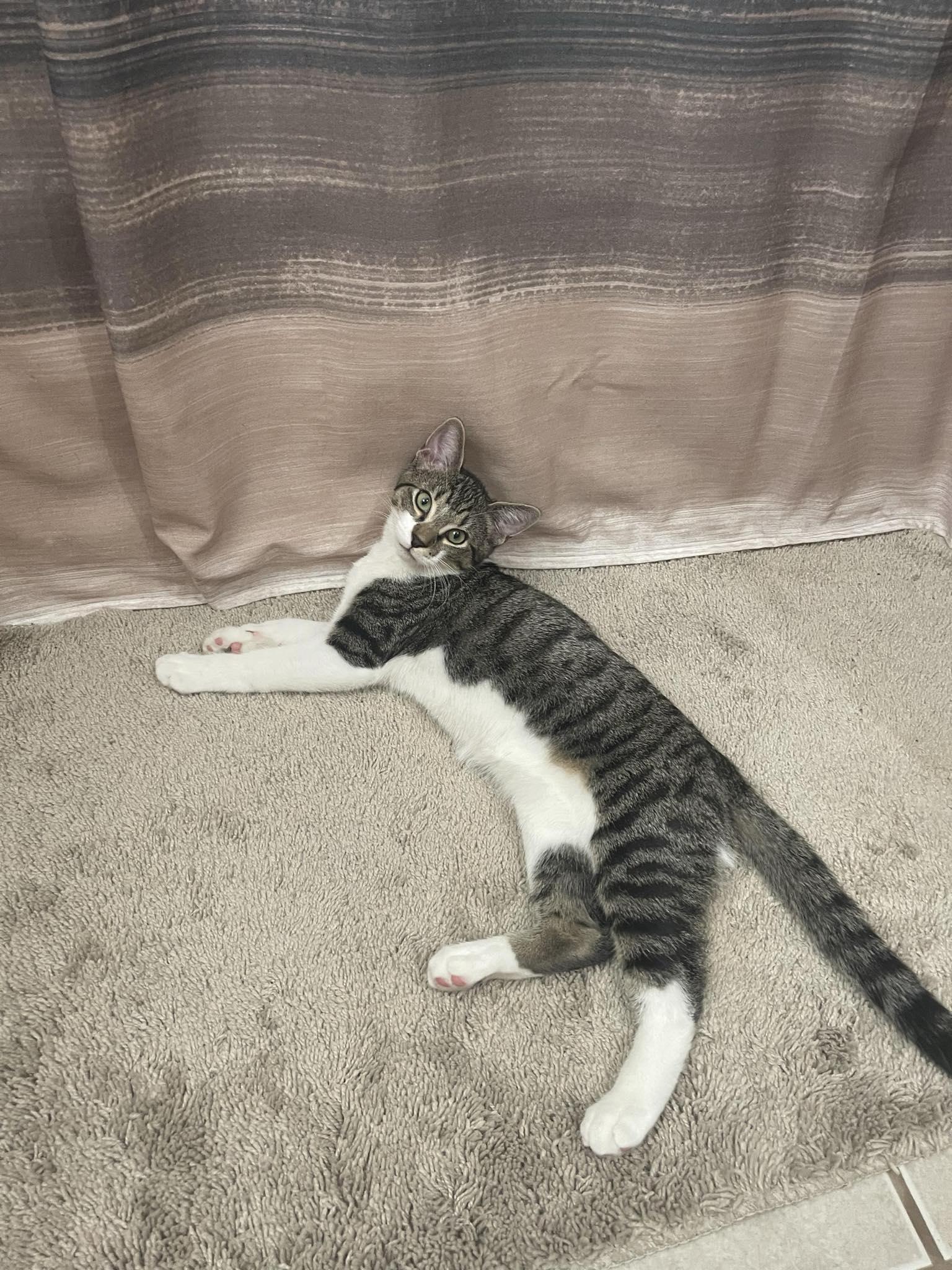 Kintaro, a Adoptable Domestic Medium Hair in Norwich, CT image 2/5