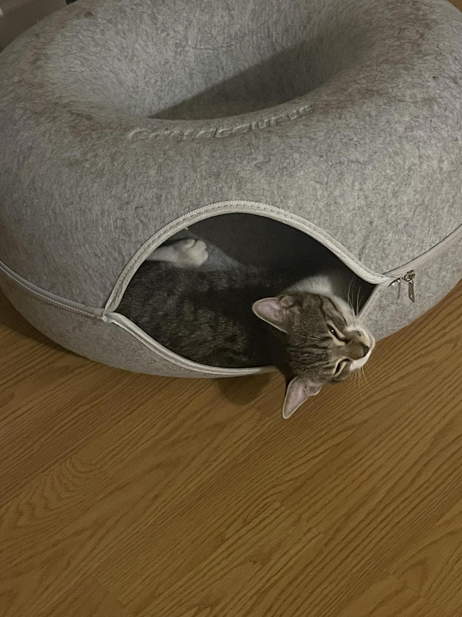 Kintaro, a Adoptable Domestic Medium Hair in Norwich, CT image 4/5