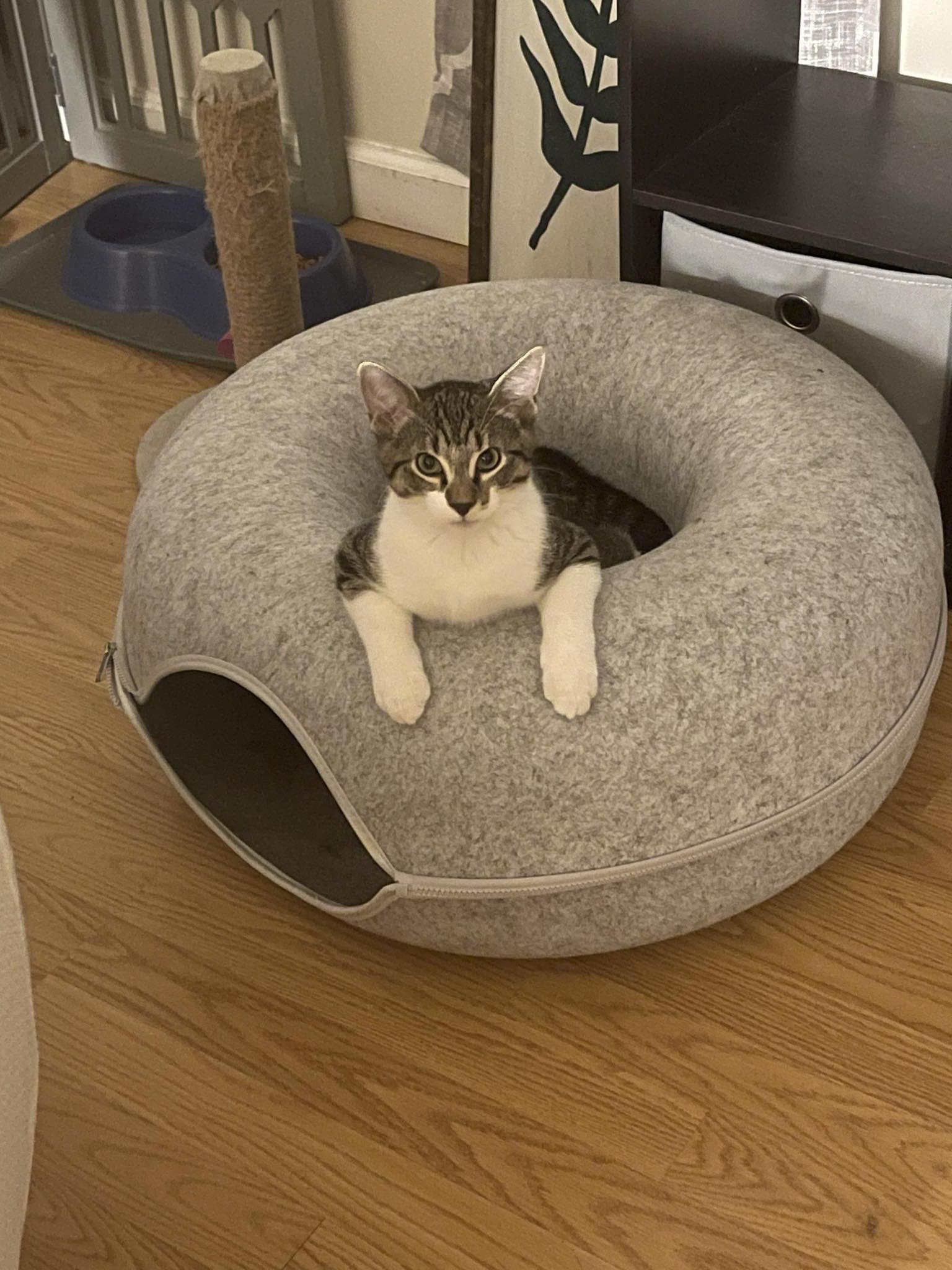 Kintaro, a Adoptable Domestic Medium Hair in Norwich, CT image 1/5