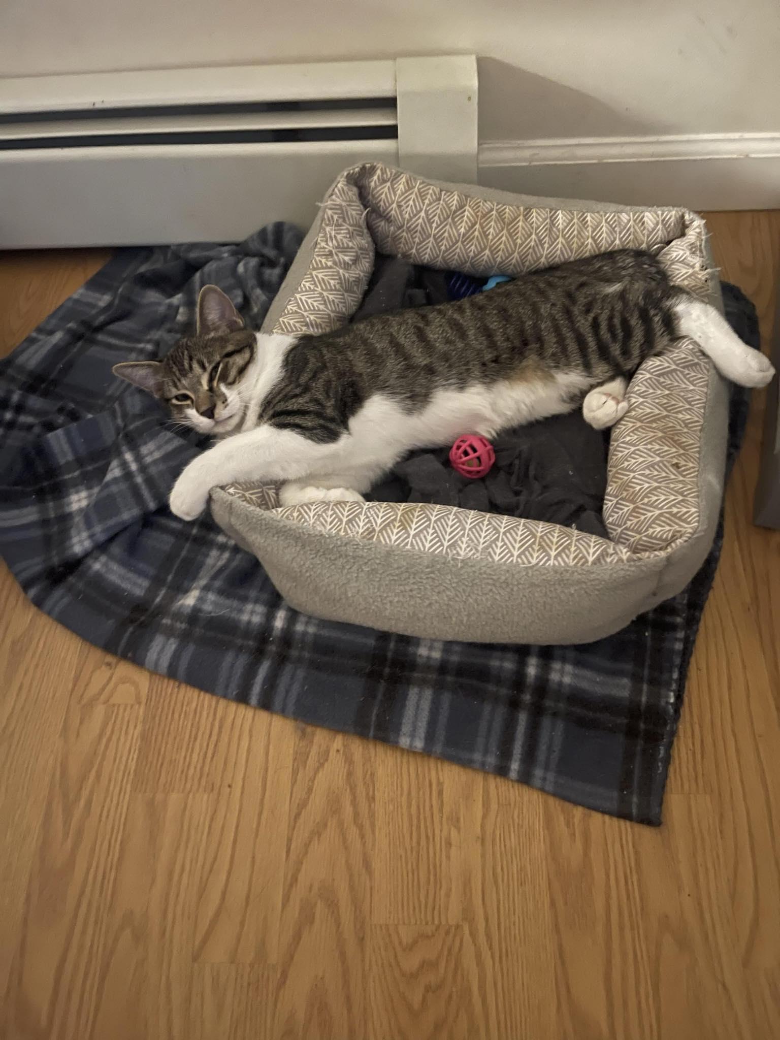 Kintaro, a Adoptable Domestic Medium Hair in Norwich, CT image 5/5