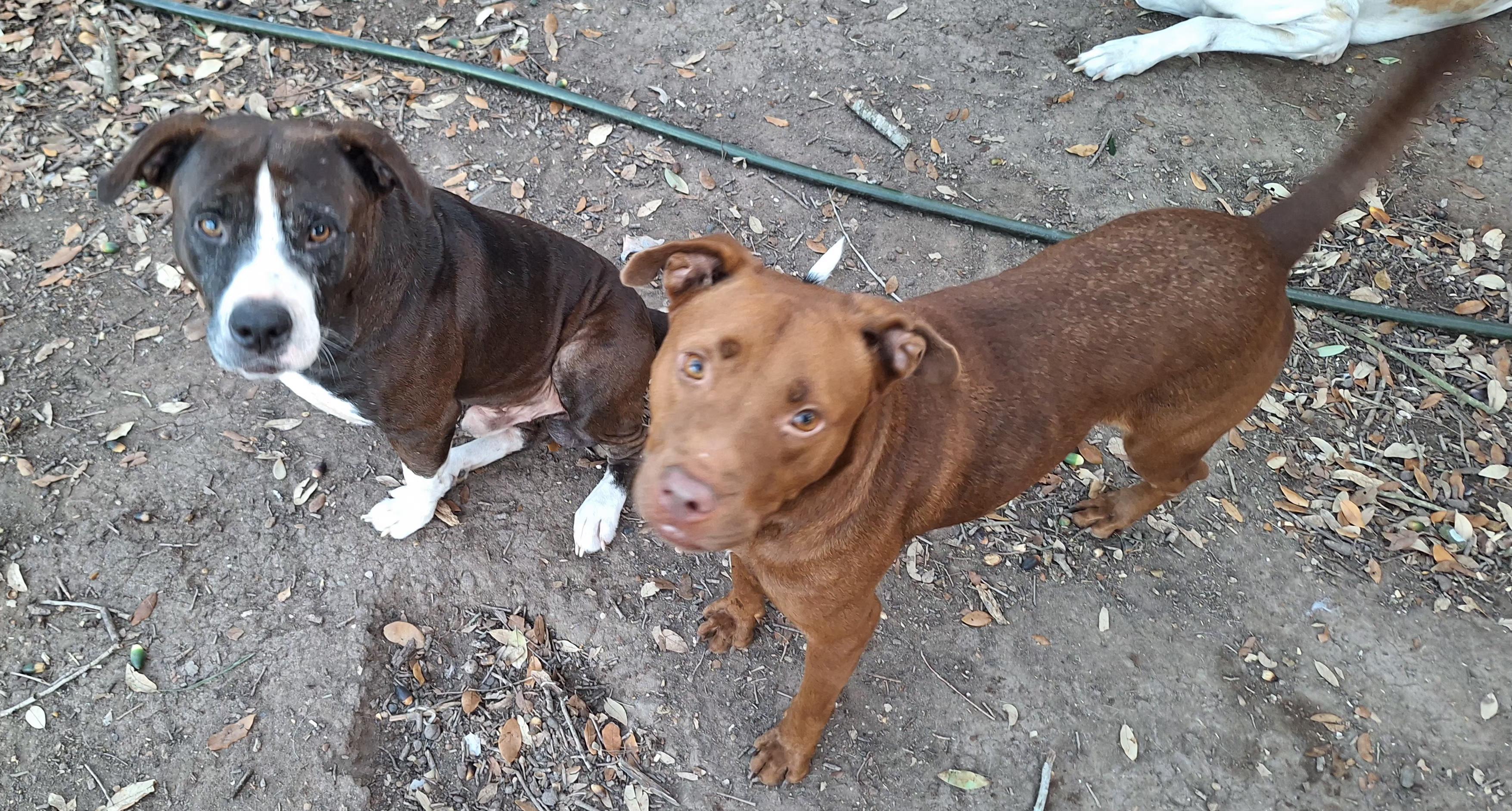 Mellow and Canela , ADOPTABLE, Adult Male Pit Bull Terrier.
